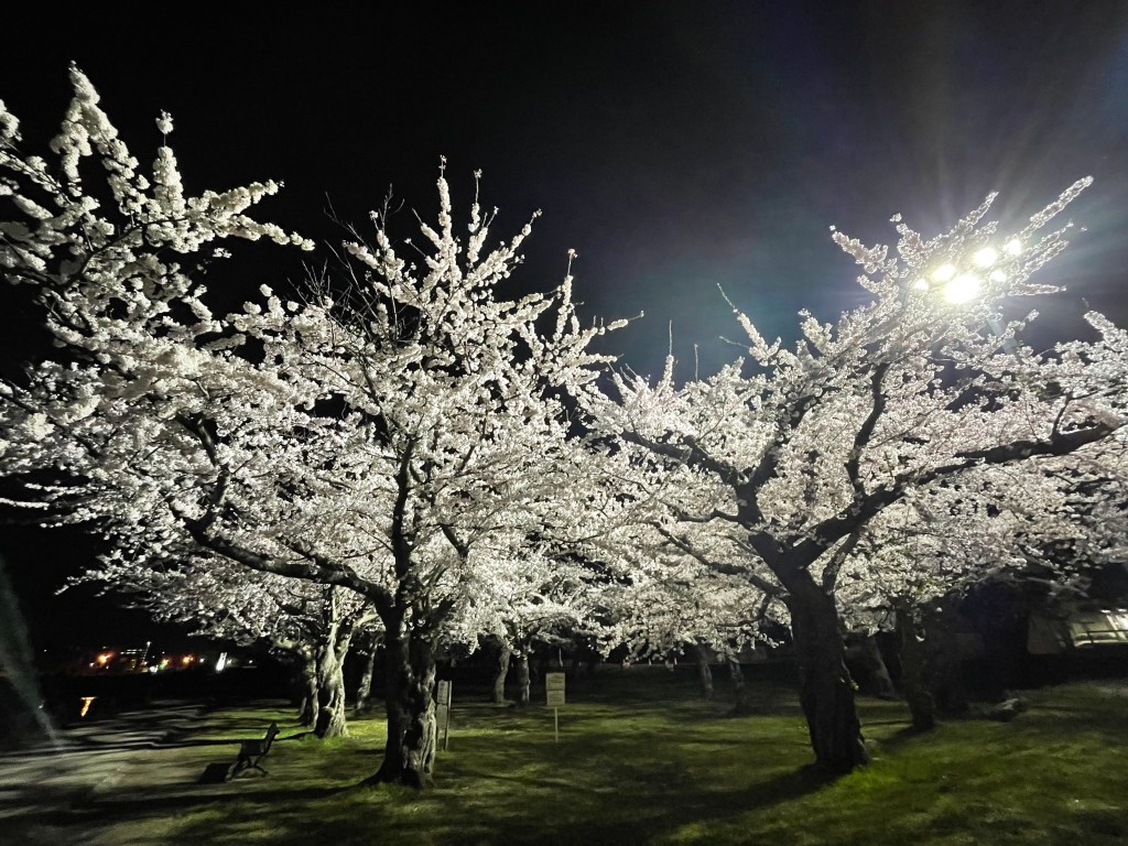 Illuminated cherry blossoms at night in Goryokaku.