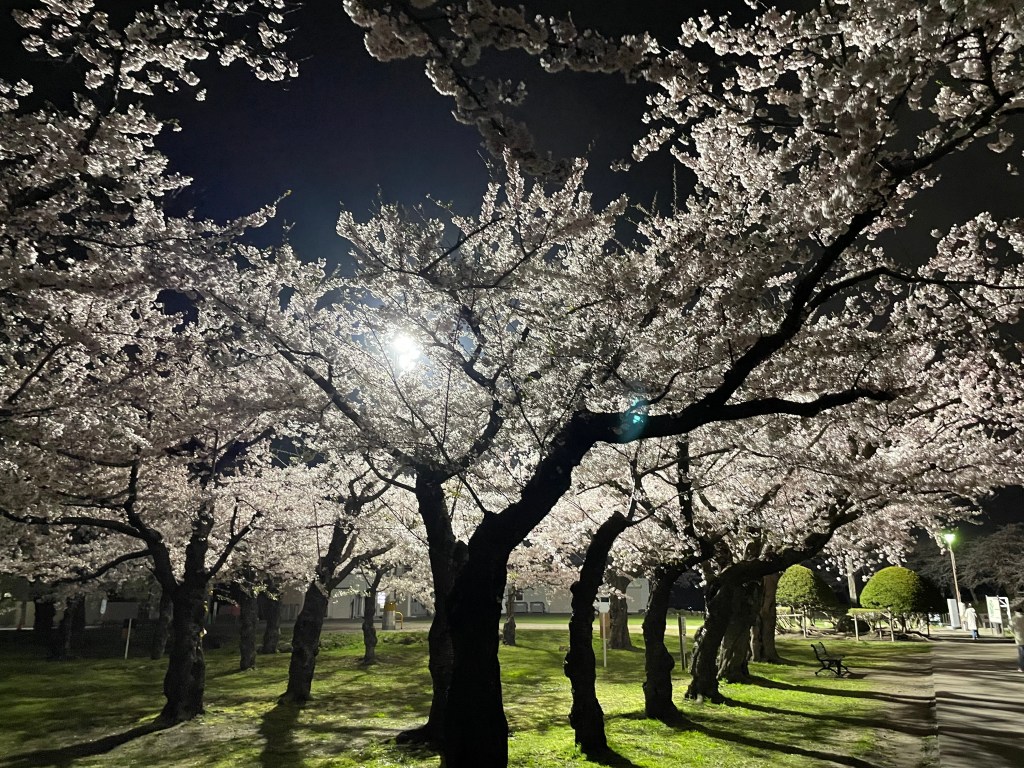 Night cherry trees with dramatic shadows on the grass.