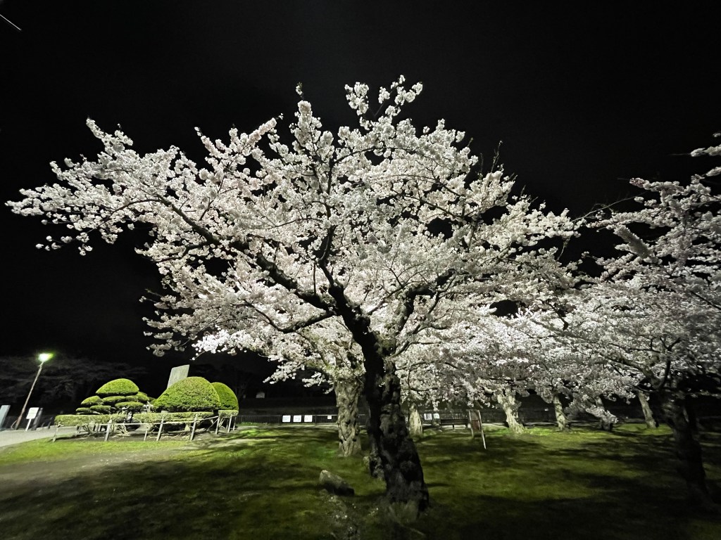 A large, brightly illuminated cherry tree at night.