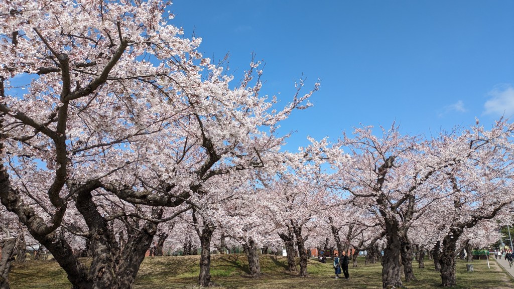 Cherry blossoms and blue sky at Goryokaku.