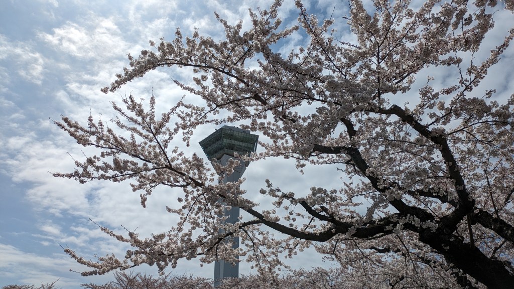 Goryokaku Tower through cherry branches.