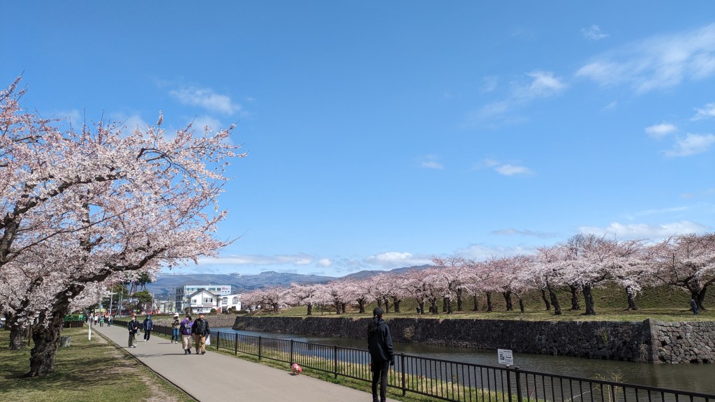 Path by the moat with Goryokaku Tower and sakura.