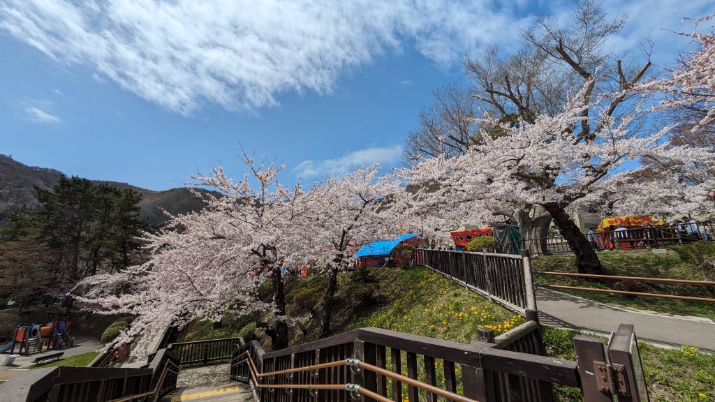 Looking up stone stairs lined with blooming cherry blossoms.