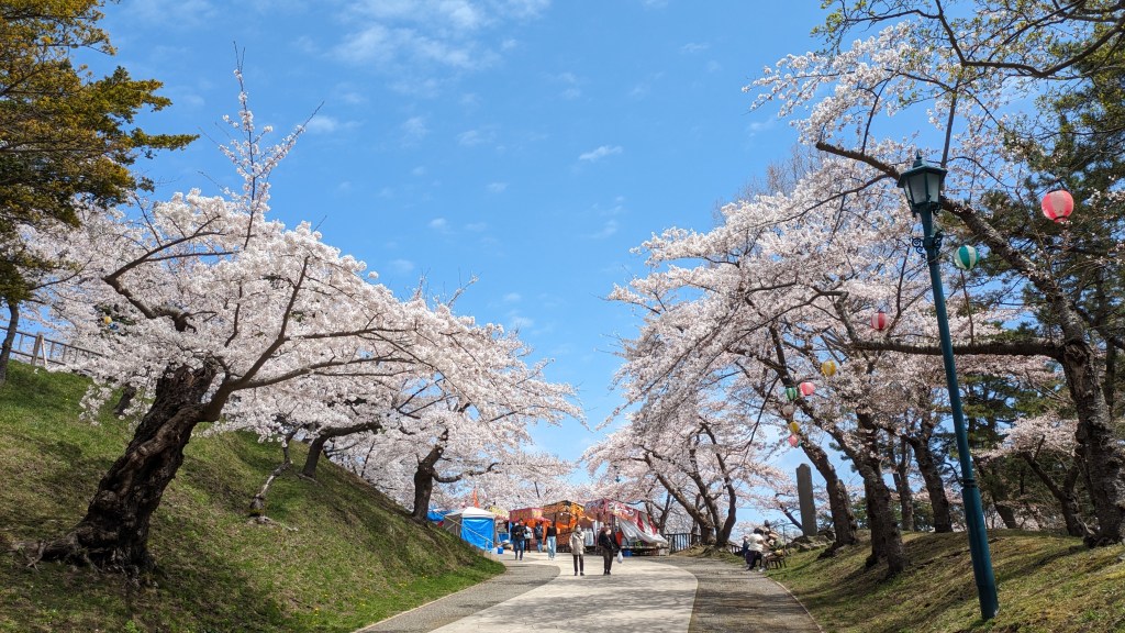 Main path of Hakodate Park filled with cherry blossoms and lanterns under a blue sky.