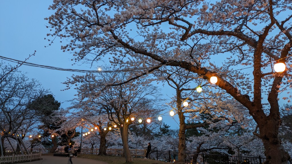 Park path at dusk with lanterns starting to glow among cherry trees.