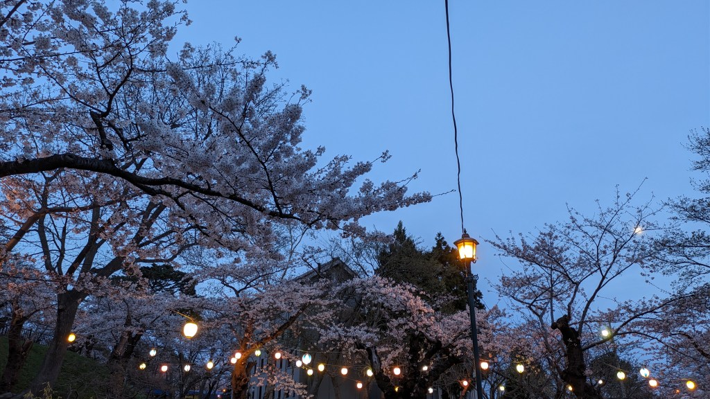 Glowing paper lanterns hanging on cherry blossom branches at twilight.