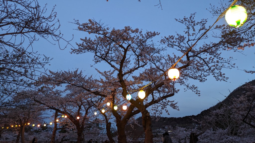 Illuminated cherry blossom trees standing out against the dark night sky.
