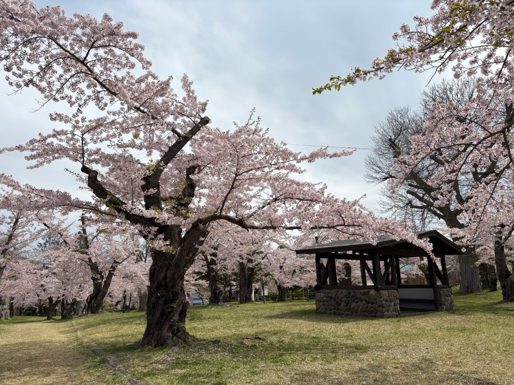 Cherry blossoms in Aobagaoka Park