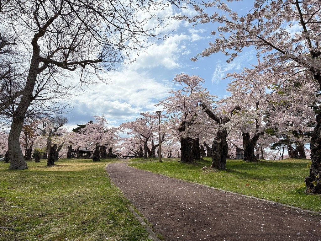 Cherry blossoms in Aobagaoka Park